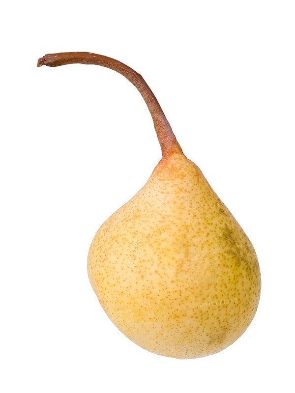 Pear variety Kirchensaler Mostbirne