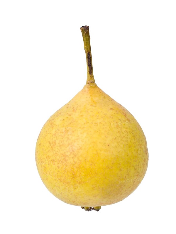 Pear variety Sugar pear