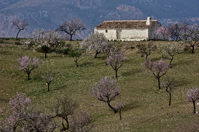 Whitewashed farmhouse with mountain La Muela in almond plantation in front of mountain wall