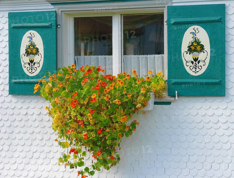 Summer flowers