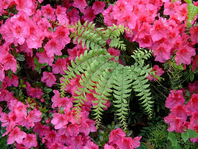 Ivy in azalea blossom