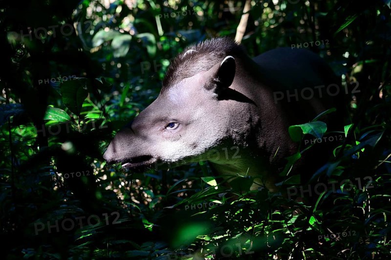 Lowland tapir