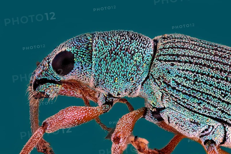 Weevil