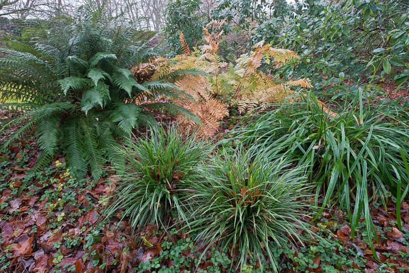 Royal fern
