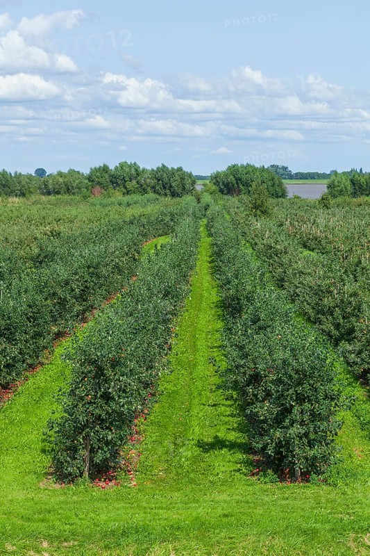 Apple orchard with Elbe
