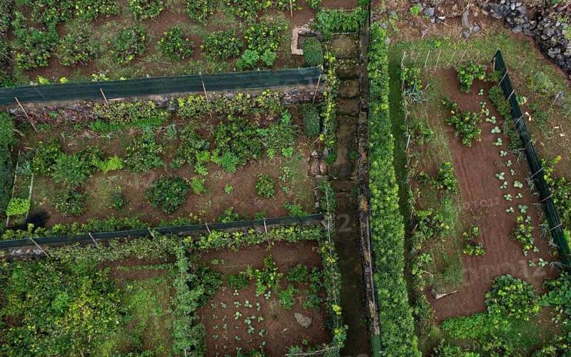 Vegetable garden in Rocha da Relva