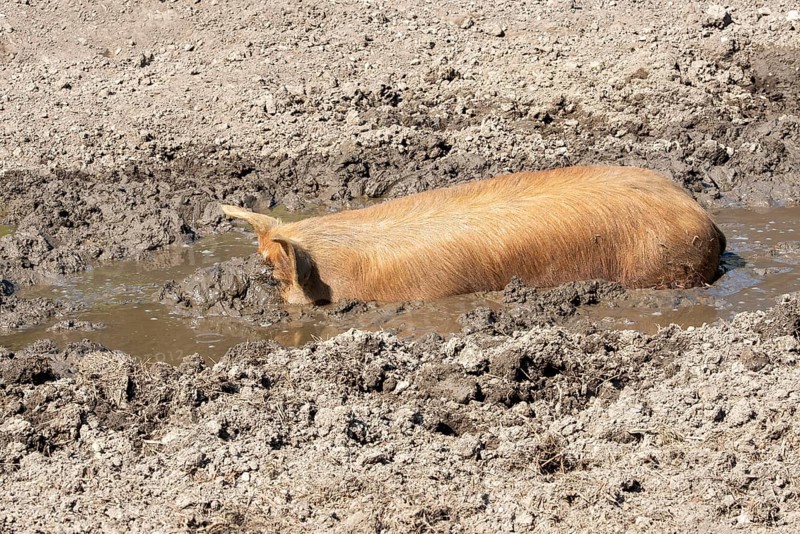 Duroc pig rolling in the mud