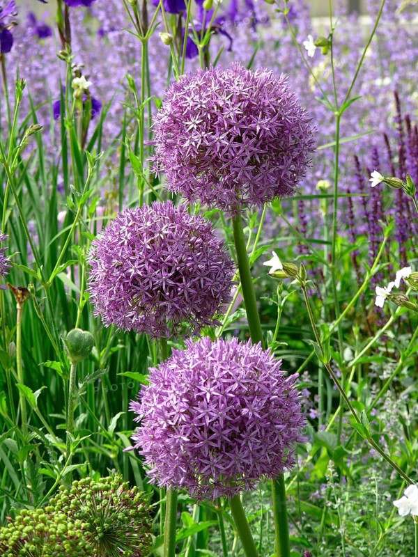 Giant onion