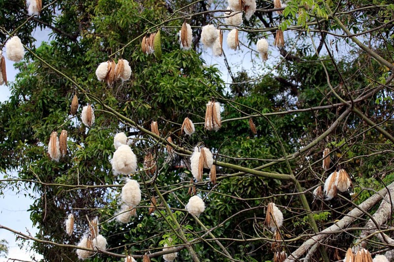 Kapok Tree Kapok Tree Bombax ceiba fruit fruit Nosy Be Madagascar Madagascar
