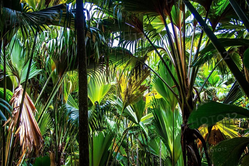 Vallee de Mai