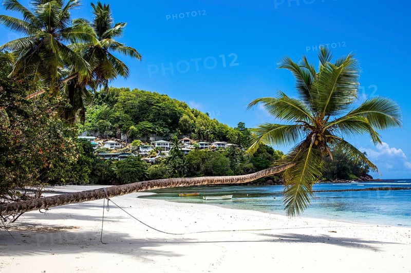 Decorative palm tree on Baie Lazare beach