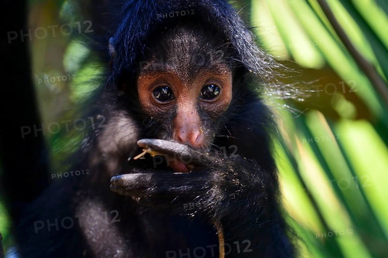 Peruvian spider monkey
