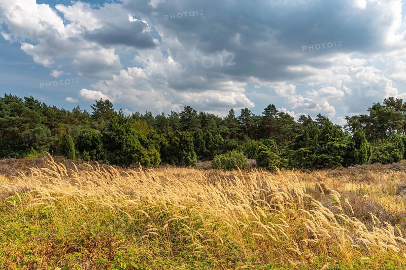 Juniper grove nature reserve