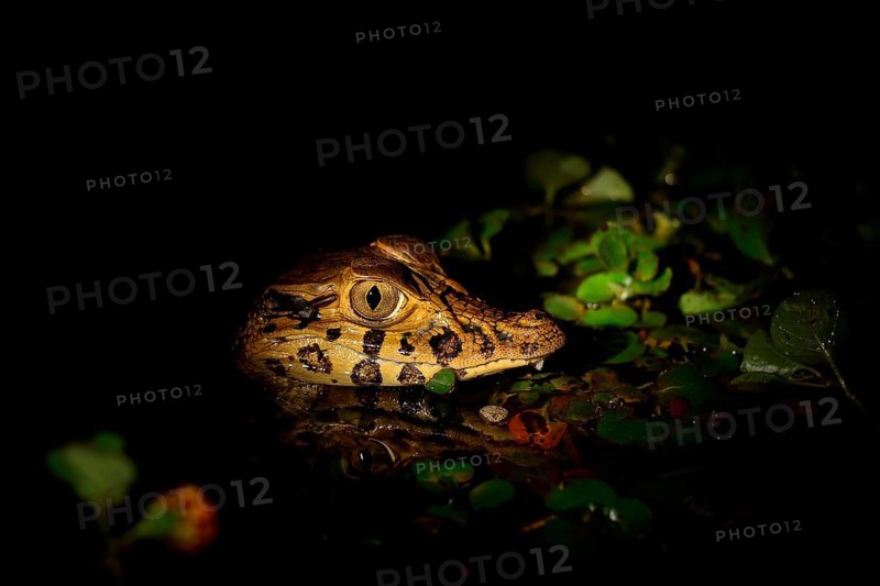 Young yacare caiman