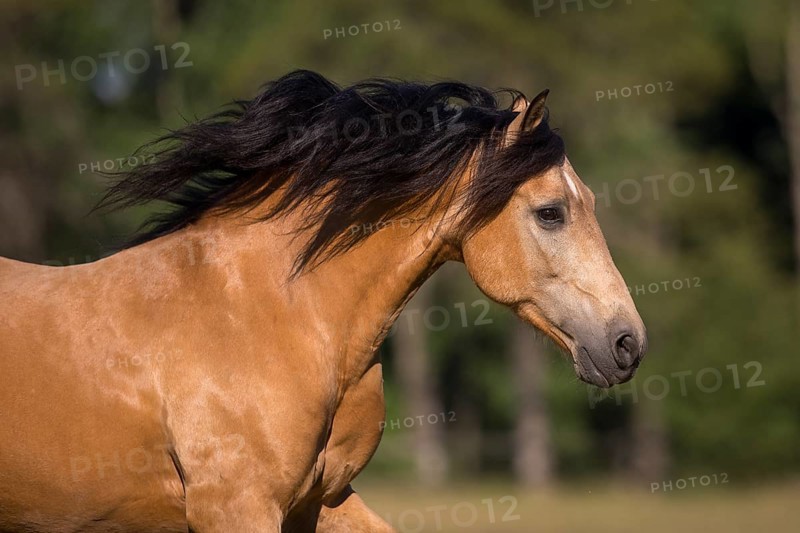 Pura Raza Espanola stallion dun with flowing mane in moving portrait