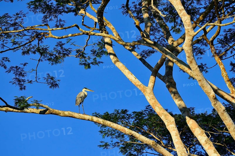 Cocoi heron