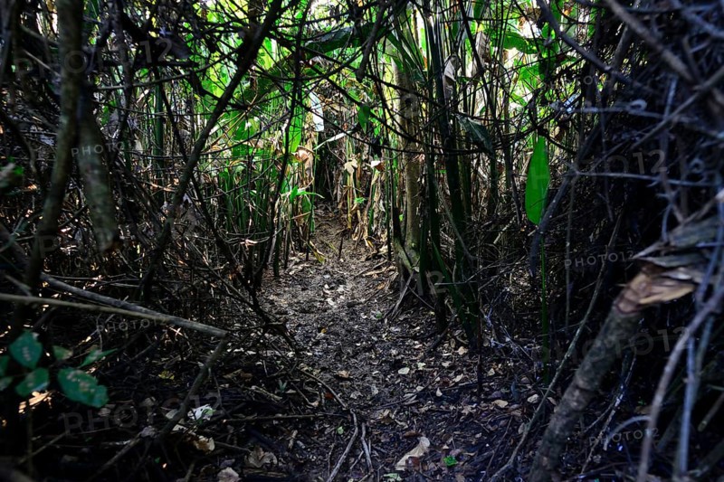 Swampy path through the dense jungle