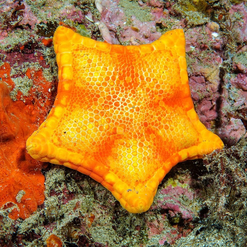 Placenta cushion starfish