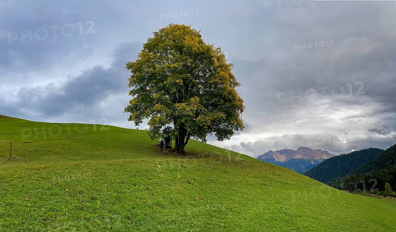 Colourful tree in autumn