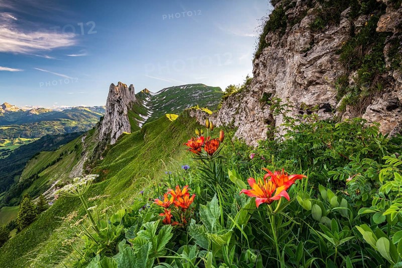 Fire lily