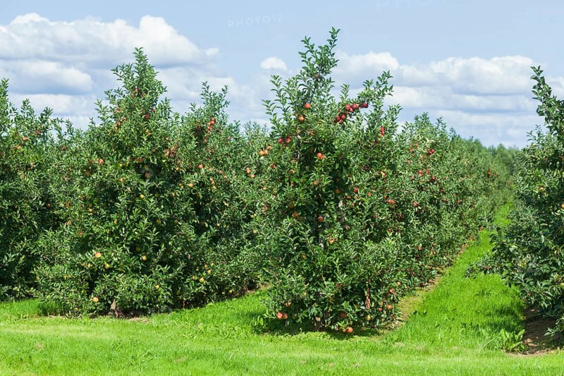 Apple orchard