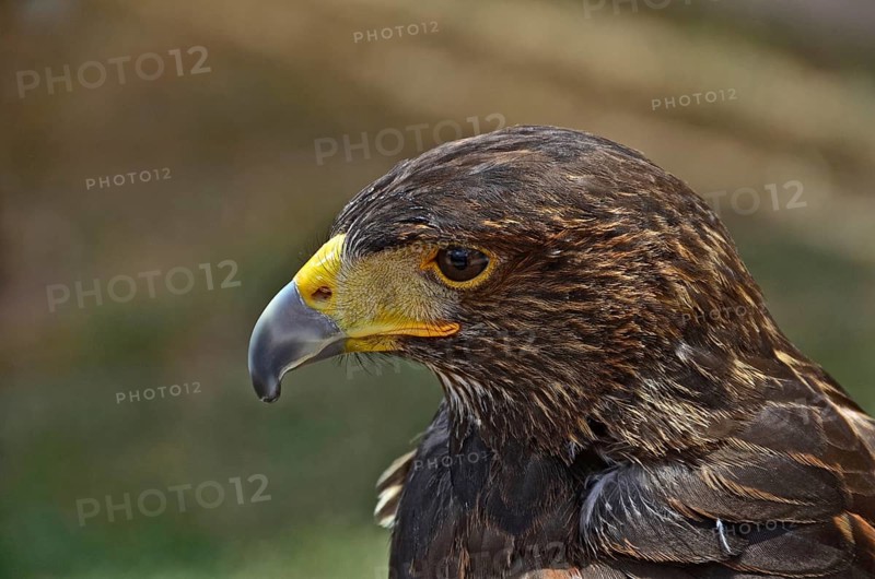Head of desert buzzard