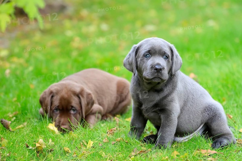 Labrador domestic dog