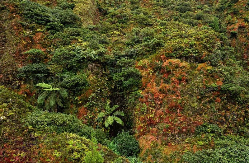 Lush vegetation with tree fern