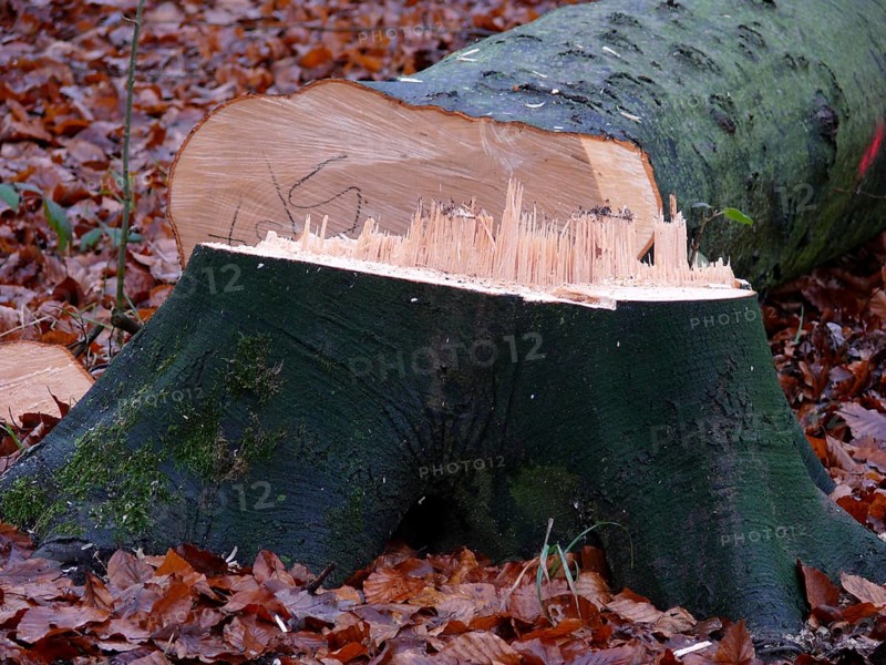 Freshly felled beech tree