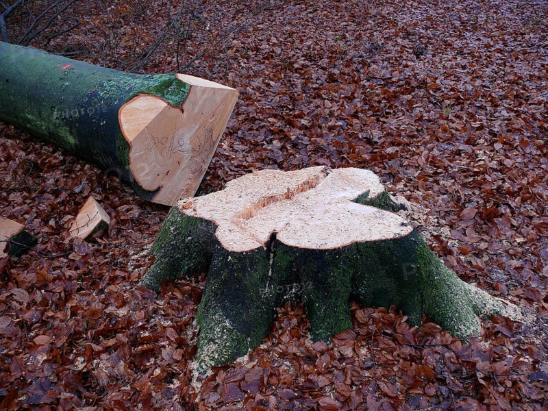 Freshly felled beech tree
