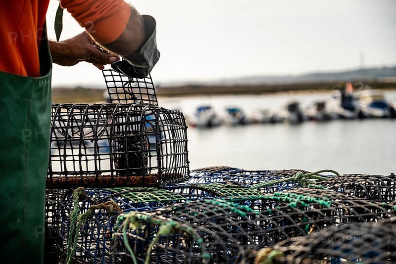 Fisherman puts crab inside octopus traps in Alvor