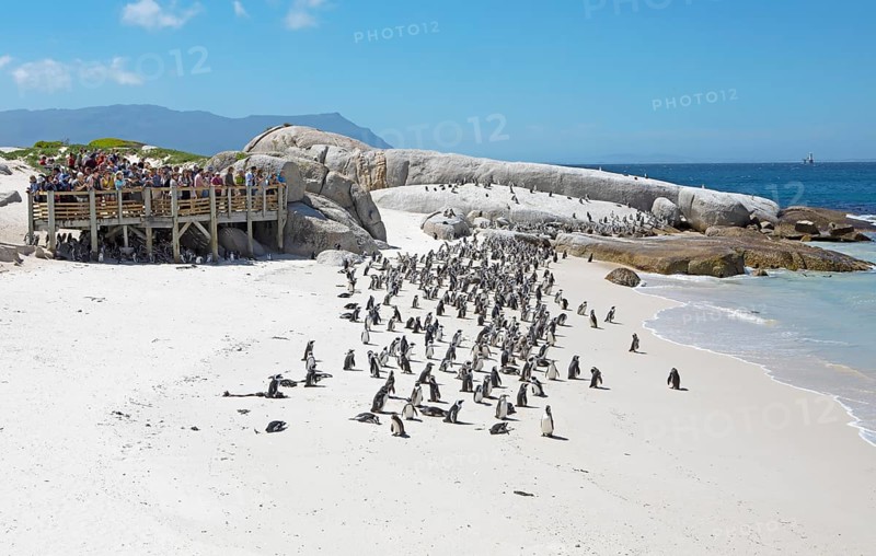 African penguins