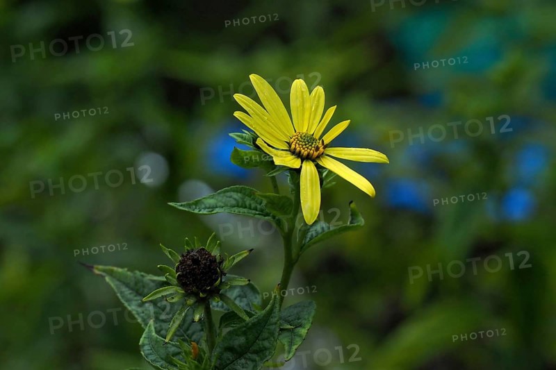 Close-up of a silphium flower