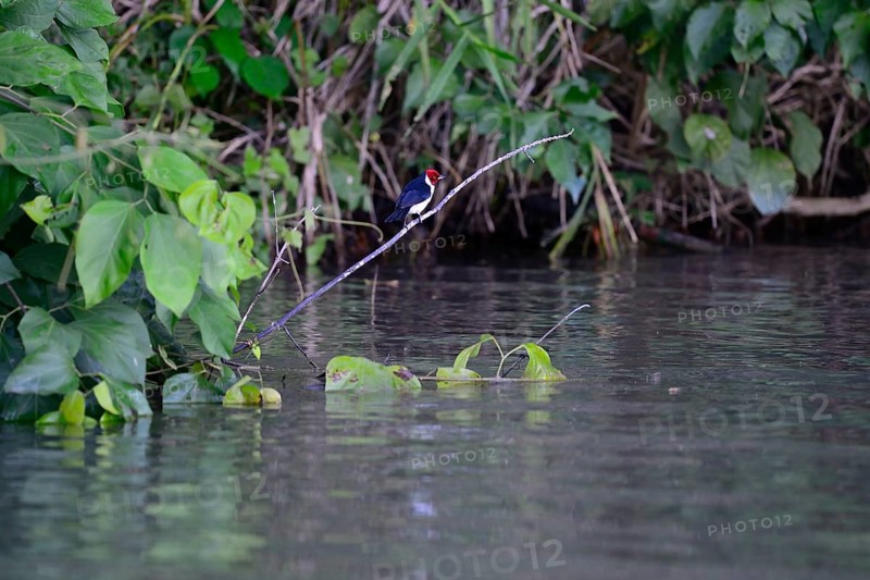 The red-capped cardinal