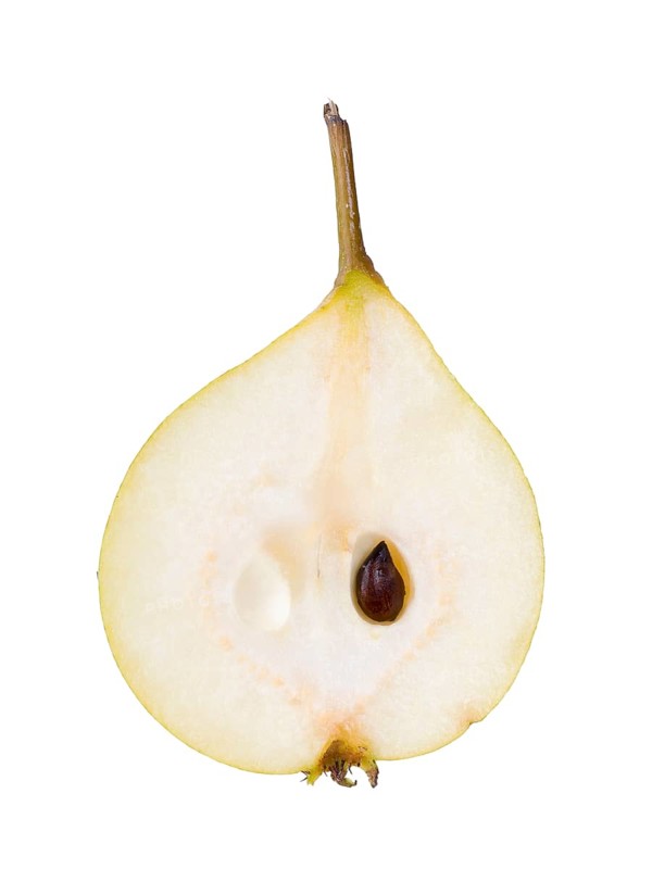 Pear variety Sugar pear