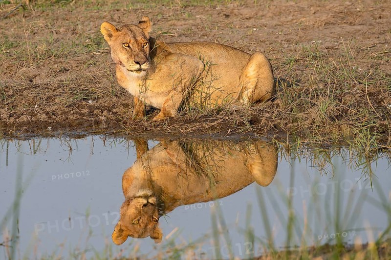 Lion