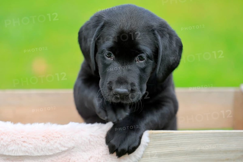 Labrador domestic dog