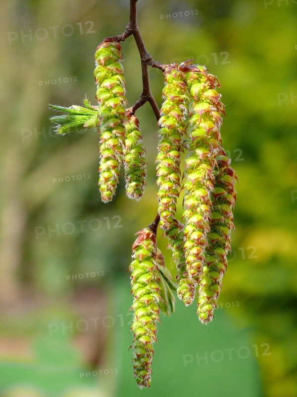 Alder catkin