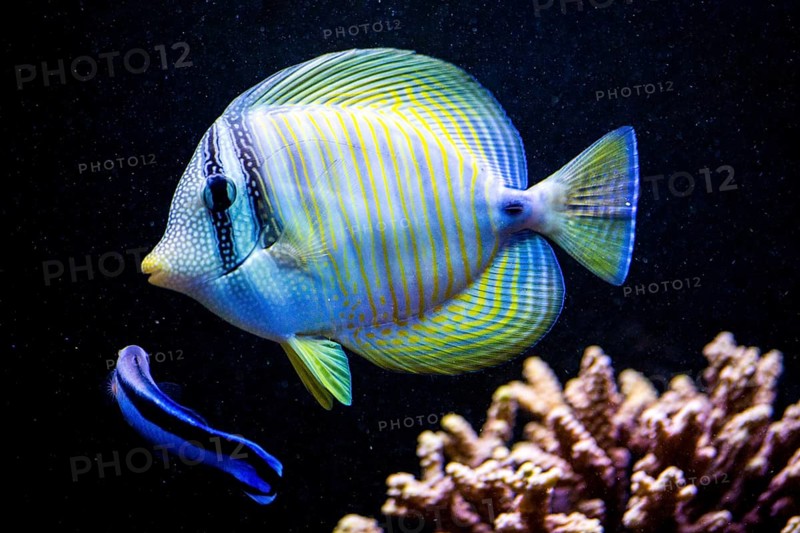 Atlantic blue tang