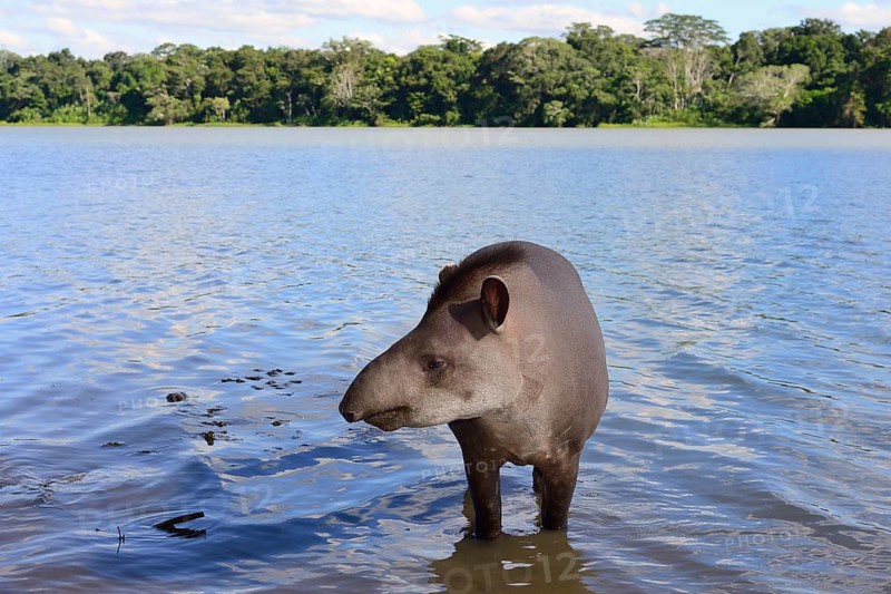 Lowland tapir