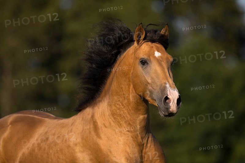 Pura Raza Espanola stallion dun with flowing mane in moving portrait