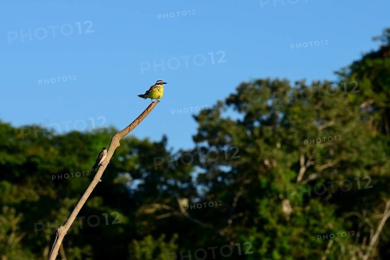 Great kiskadee