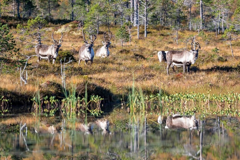 Reindeer
