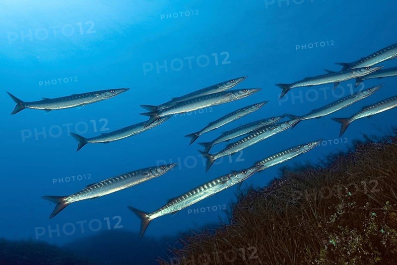European barracuda