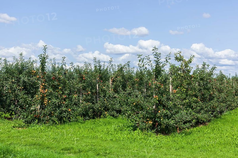 Apple orchard