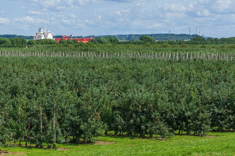 Apple orchard with Elbe