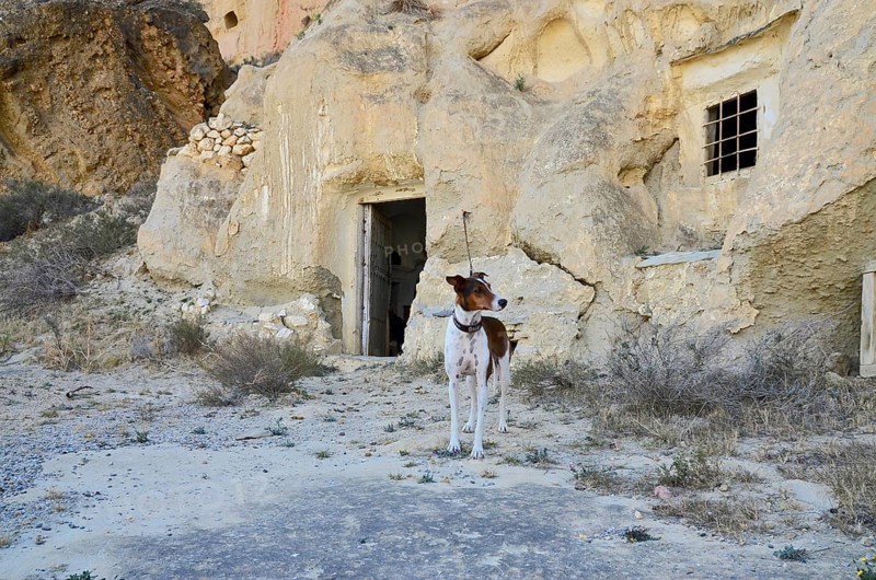 Dog on a leash in front of a cave dwelling