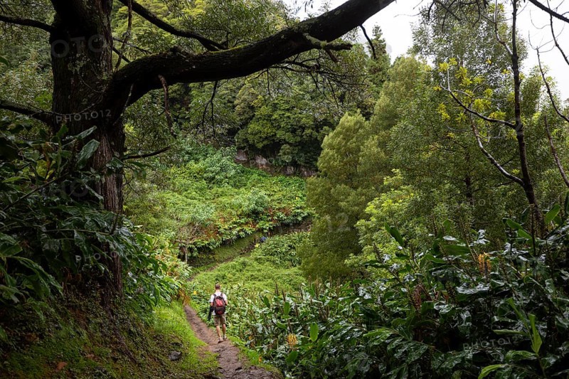 Hikers on the way to the Salto do Prego waterfall past the large-leaved perennials of the butterfly ginger