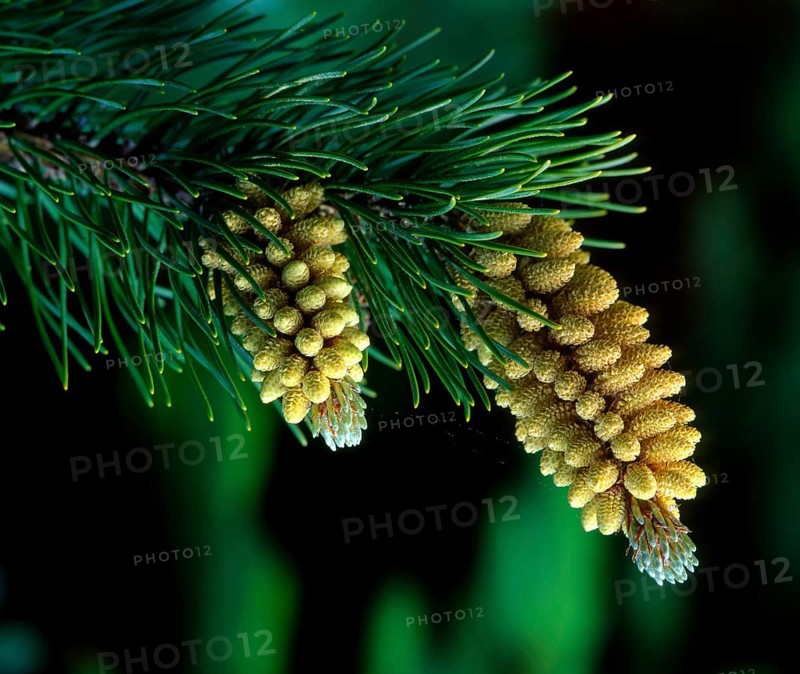 Black pine
