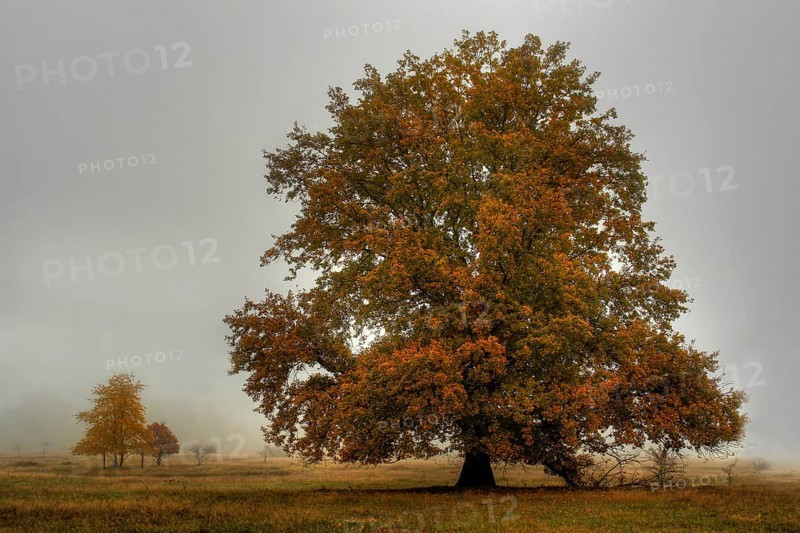 Sunrise in autumn 2007 in the nature reserve Hainberg near Fuerth in Middle Franconia in Bavaria in Germany